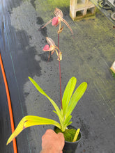 Load image into Gallery viewer, A8-Paph . Lady Isobel SH1741
