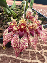 Load image into Gallery viewer, Bulbophyllum Frosty Ann x Meen Mercury Sandel #11 in spike
