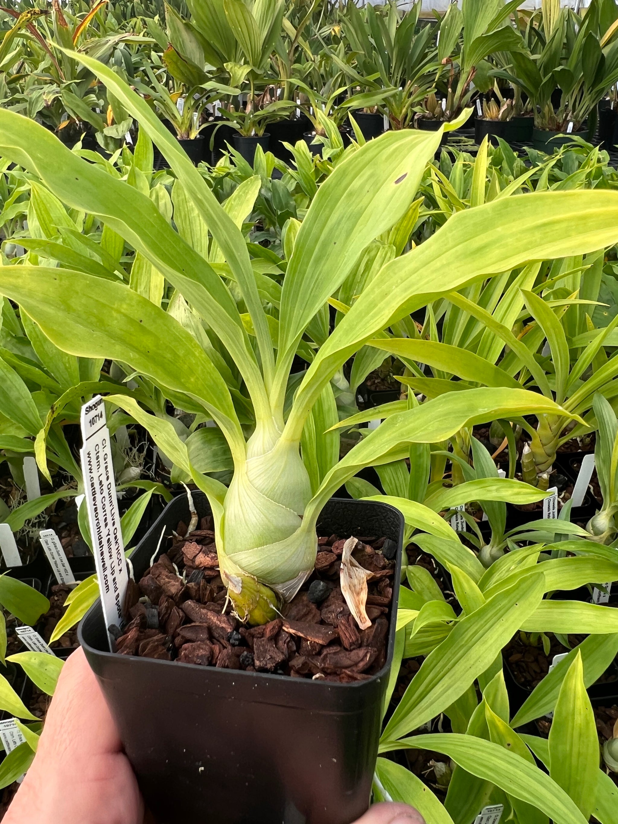 111 タケノコラン　Clowesia 'Queen Canon (OG) Catasetum Cycnoches – Shogun Hawaii