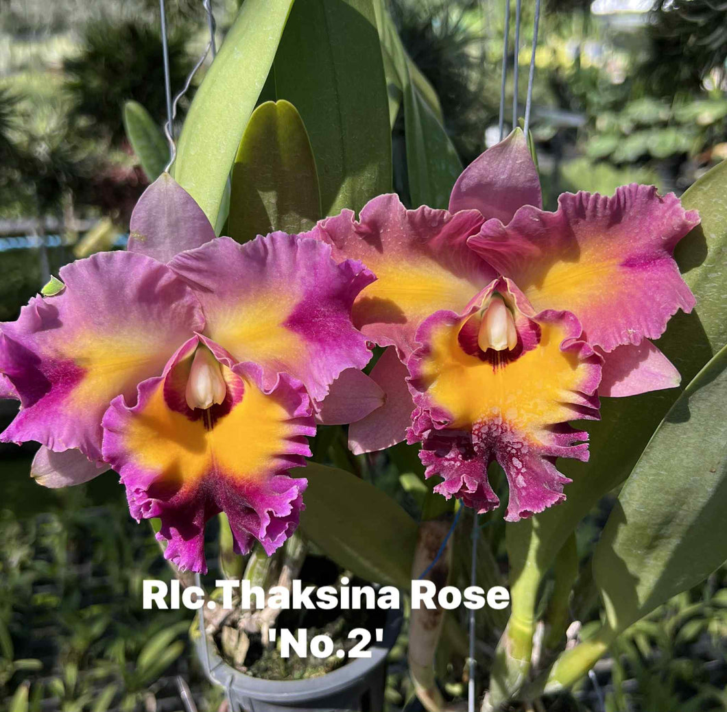 Orchid flask : Rlc . Thaksina Rose ‘Taylor sweet’