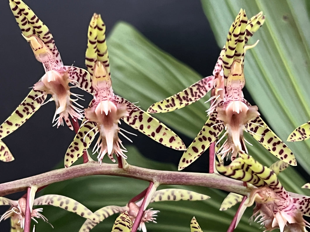 Ctsm . Semicirculatum x sib .