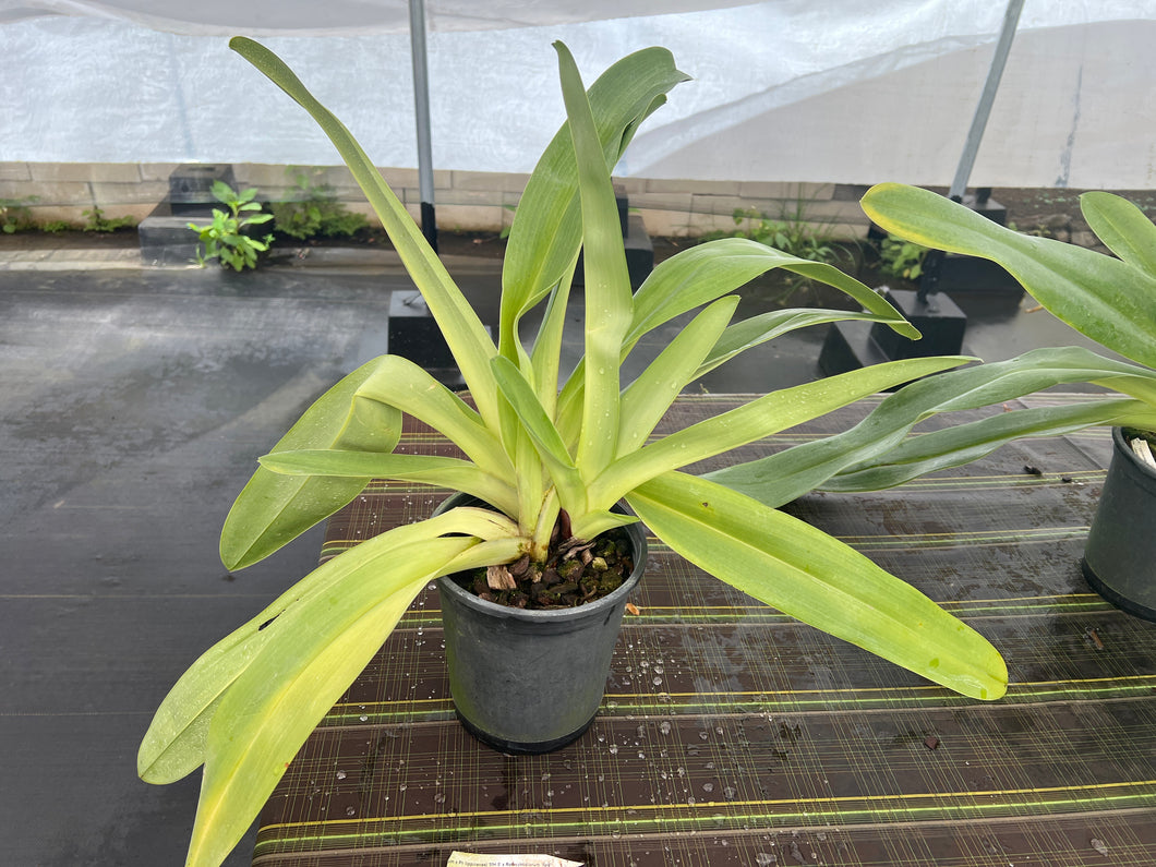 Paphiopedilum Yang -Ji Apple x (rothschildianum x kolopakingii ‘Crown ‘