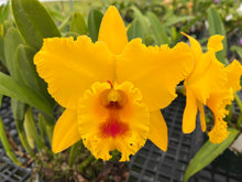 Load image into Gallery viewer, Rlc . Golden Godzilla ‘Shogun ‘s golden beast ‘AM of 84 points original virus free Division
