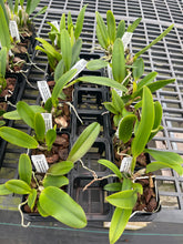 Load image into Gallery viewer, Cattleya clone 12 plant Special Deal package
