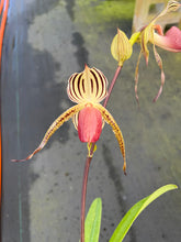 Load image into Gallery viewer, A7- Paph . Lady Isobel SH1782
