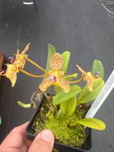 Load image into Gallery viewer, Bulboohyllum violaceolabellum , mini Bulbophyllum
