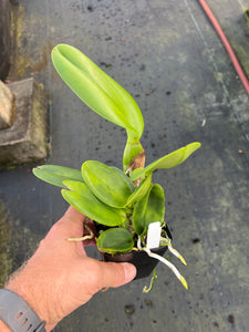 Rlc . Nakornchaisri Orange, 4 inch size