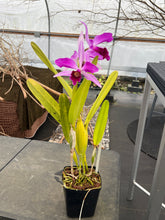 Load image into Gallery viewer, Cattleya purpurata striata
