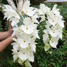 Ctsm . pileatum ‘KG’s El Supremo’ AM x sib . ‘Diner plate ‘