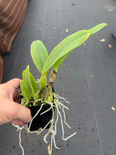 Load image into Gallery viewer, C. warneri ‘DoSuzuki ‘ x self , only few and very rare
