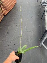 Load image into Gallery viewer, Psychopsis Mariposa ( Pyp. Papillon x Kahili )in spike
