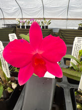 Load image into Gallery viewer, 750- Sl. Orpeti x Mini Pet , mini Cattleya in spike
