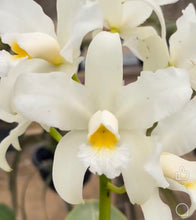 Load image into Gallery viewer, Cattleya amethystoglossa alba ‘Lorena ‘ x BV
