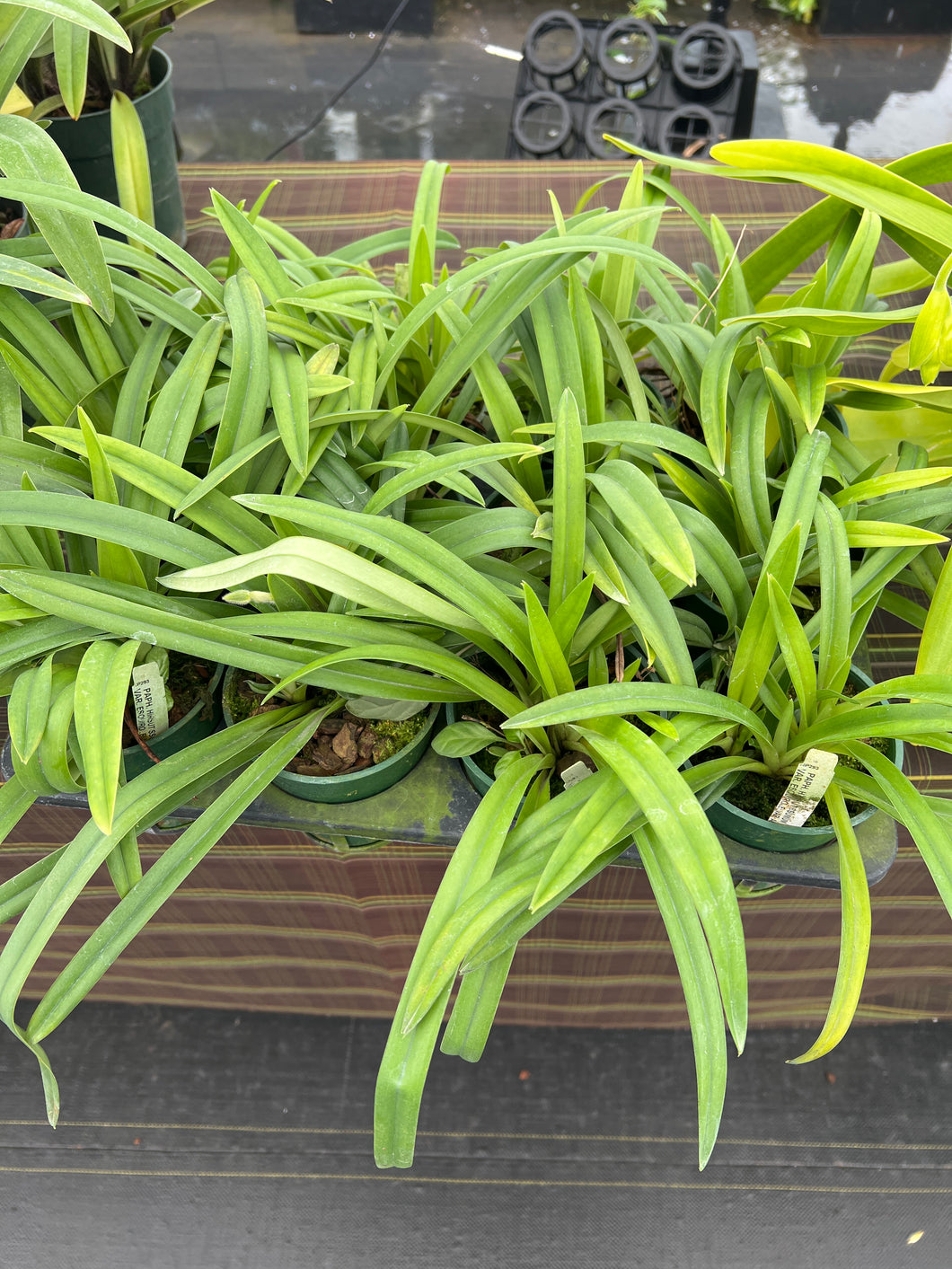 Paphiopedilum hirsutissimum var. esquirolei album
