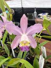 Load image into Gallery viewer, Mini cattleya 12 plant  memorial day super special package
