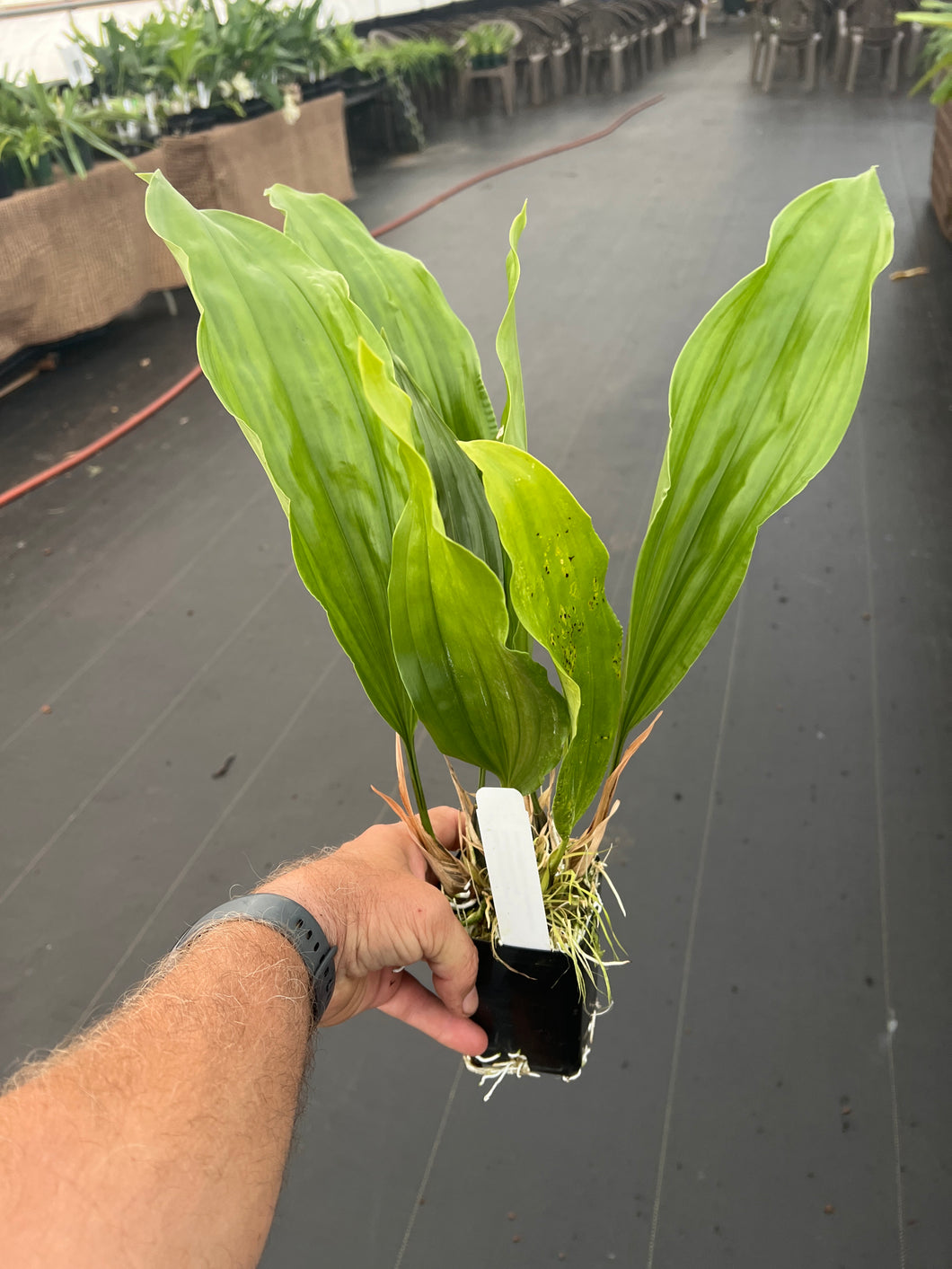 Stanhopea Nina Rach x ecornuta large, 4 inch pots