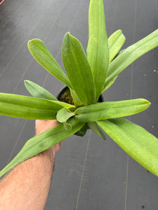 Paphiopedilum yang- Ji Apple ( philippinense x anitum  )