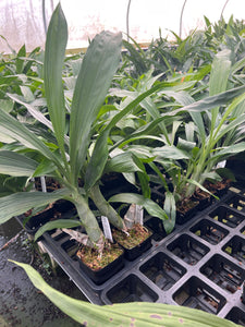 Ctsm . Semicirculatum x sib .