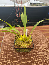 Load image into Gallery viewer, Coryanthes alborosea alba 2 spikes
