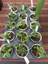 Load image into Gallery viewer, C. cernua x self (
