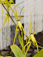 Load image into Gallery viewer, Brassia jipijapensis, rare Brassia species in double spike , awesome
