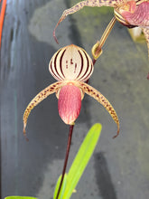 Load image into Gallery viewer, A3- Paph . Lady Isobel SH 1741

