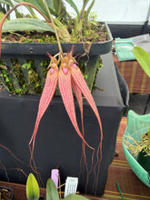Load image into Gallery viewer, Bulbophyllum Elisabeth Ann ‘Buckleberry ‘ FCC , two active spikes and two spent spikes ,
