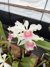 Load image into Gallery viewer, Cattleya (C.) purpurata carnea ‘Sao Paulo Beauty ‘ x self in spike first

