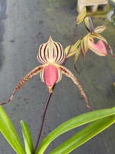 Load image into Gallery viewer, A13- Paph . Lady Isobel SH1786
