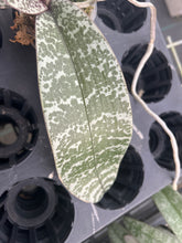 Load image into Gallery viewer, Phalaenopsis schilleriana ‘select big spots’
