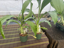 Load image into Gallery viewer, Cl. russelliana x Catasetum Frilly Doris
