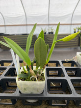 Load image into Gallery viewer, 190- Cattleya jongheana alba x sib. , multi growth plant in spike
