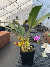 Load image into Gallery viewer, Maxillaria perryae in bloom

