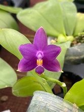 Load image into Gallery viewer, Phalaenopsis violacea indigo ‘Jiaho Blue Moon ‘outrageous colour
