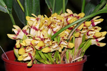 Load image into Gallery viewer, Maxillaria perryae in bloom
