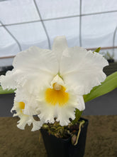 Load image into Gallery viewer, 706- C . Spring King ( Spring climax x Elisabeth Carlson )
