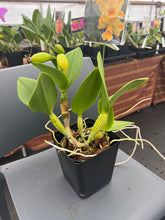 Load image into Gallery viewer, Rth . Nell Hammer in spike big plants
