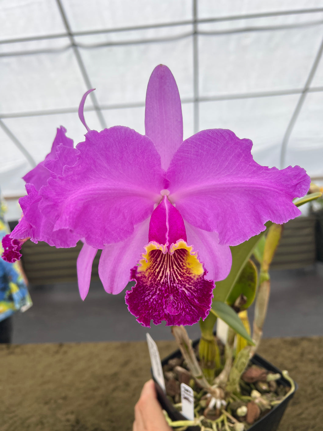 200- C . lueddemanniana f atropurpurea ‘Canaima’s Devil ‘ in double spike