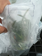 Load image into Gallery viewer, Orchid flask : C. purpurata carnea ‘Cherry pick ‘ x sib ‘Magnífico’
