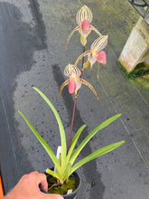 Load image into Gallery viewer, A4- Paph . Lady Isobel SH1786
