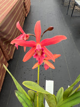 Load image into Gallery viewer, Laelia Zip ( L.milleri ‘Big Red’ x C . tenebrosa )
