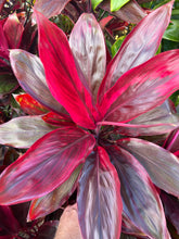 Load image into Gallery viewer, Cordyline terminalis ‘ Lava flow’
