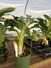 Load image into Gallery viewer, Ctsm . Mary Lou(Catasetum juruenense x Ctsm. Barbatum )
