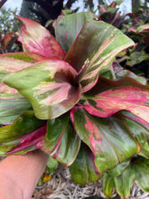 Load image into Gallery viewer, Cordyline Strawberry parfait
