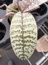 Load image into Gallery viewer, Phalaenopsis schilleriana ‘silver leaf with defined spots’, one of a kind seedling
