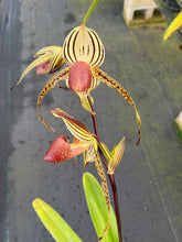 Load image into Gallery viewer, A-10 Paph. Lady Isobel SH1782
