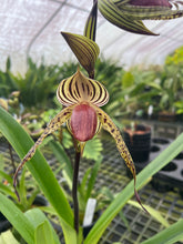 Load image into Gallery viewer, MSH1786 Paphiopedilum Lady Isabel ( rothschildianum x stonei)
