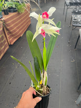 Load image into Gallery viewer, Cattleya (C.) purpurata fma carnea ‘Magician Red ‘, SELECT red lip
