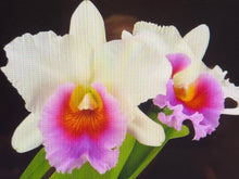 Load image into Gallery viewer, Rlc . Siam Pacific delight ‘Shogun ‘s Miracle ‘ AM , original division in double spike
