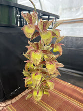 Load image into Gallery viewer, Catasetum Frilly Russ ( Frilly Doris x rissellianum ) in double spike

